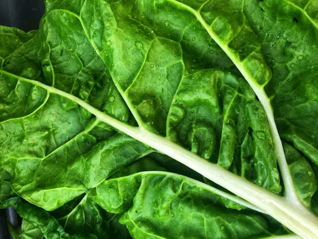 Fresh green kale leaves, a natural dietary source of lutein and zeaxanthin